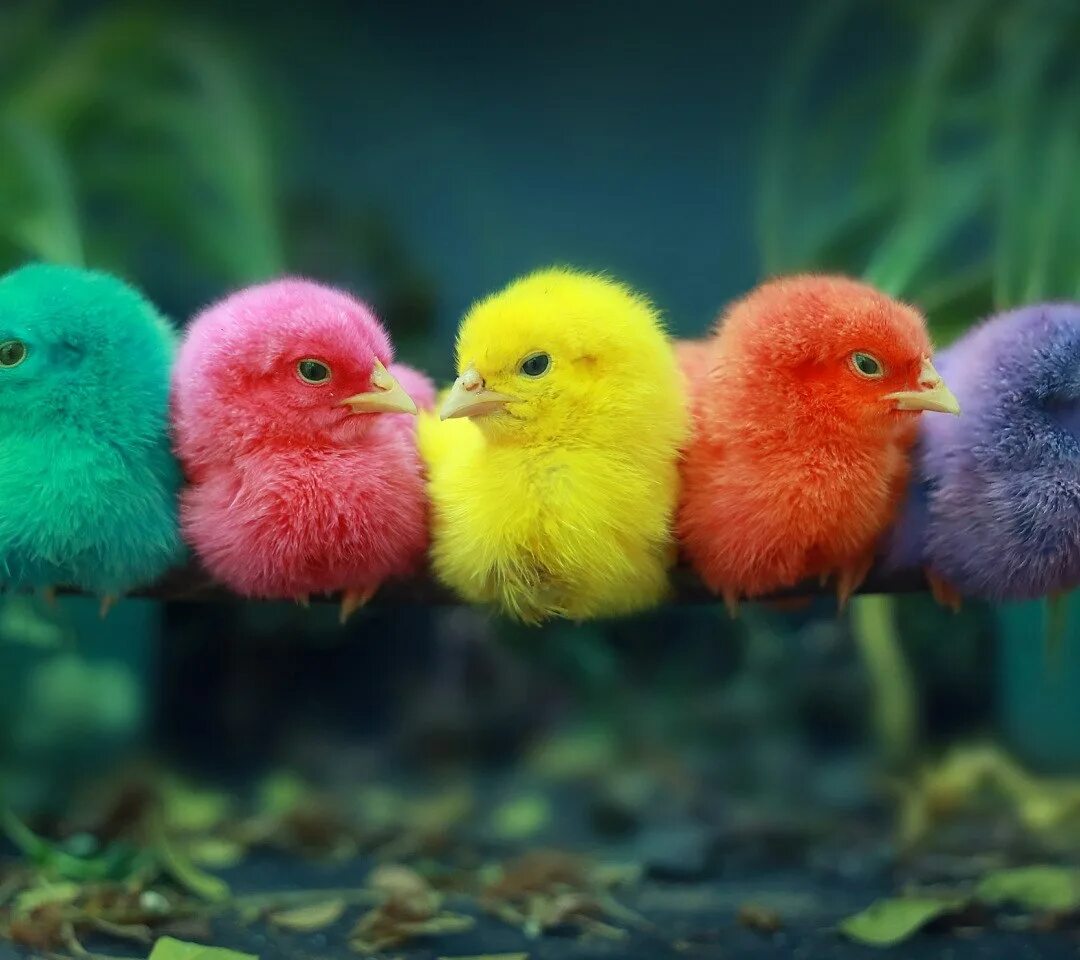 Разноцветные цыплята. Разноцветные птички. Разноцветные цыплята фото. Пушистая птица.