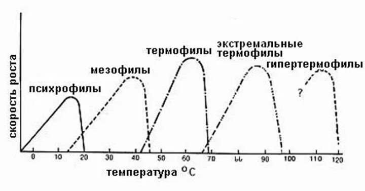 Адаптация микроорганизмов. Психрофилы мезофилы и термофилы. Классификация микроорганизмов по отношению к температуре. Влияние температуры на микроорганизмы. Адаптация микроорганизмов к температуре.