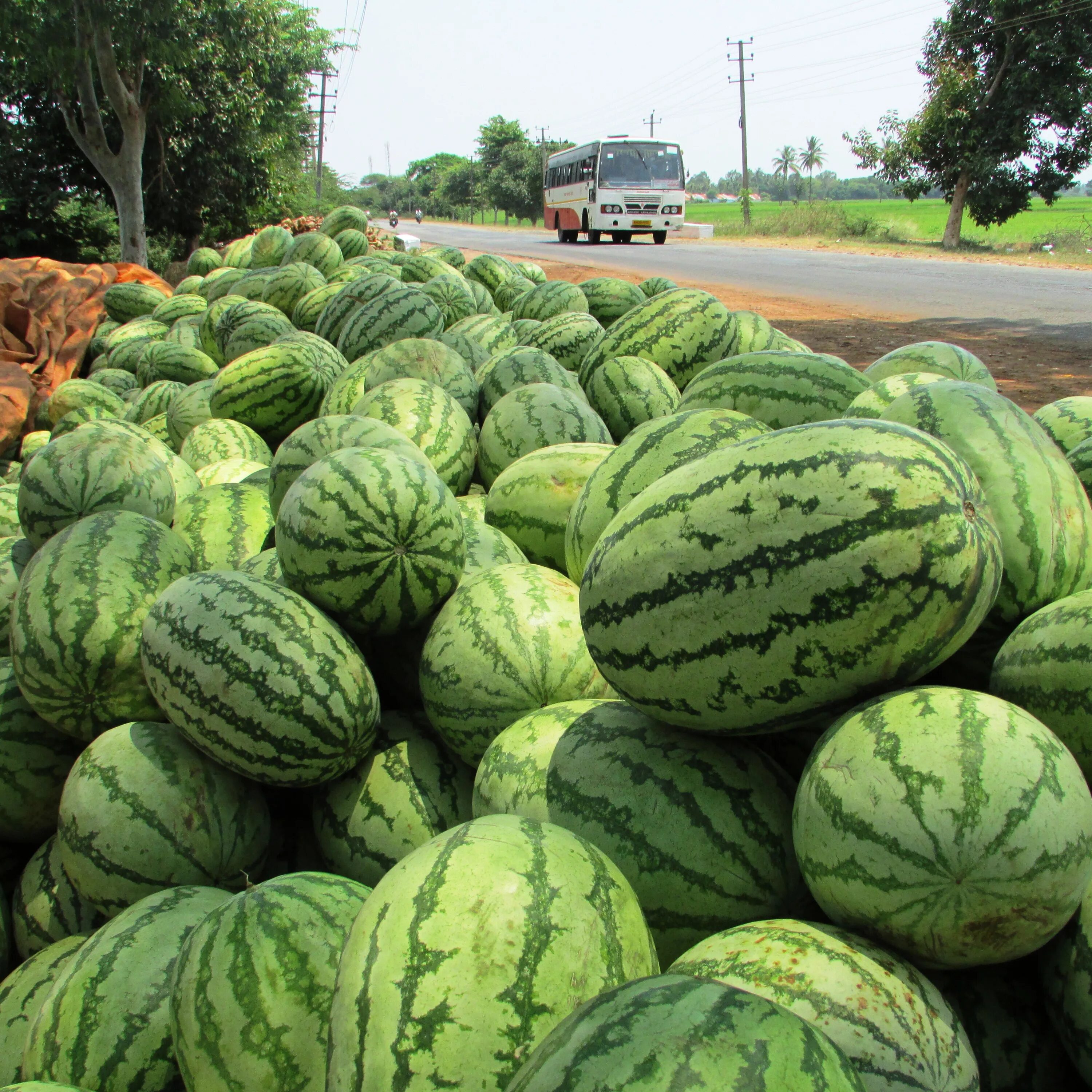 Боевые поля с фруктами. Арбуз (Citrullus lanatus). Арбуз сорт Астраханский. Сорта астраханских арбузов. Астраханские бахчи с арбузами.