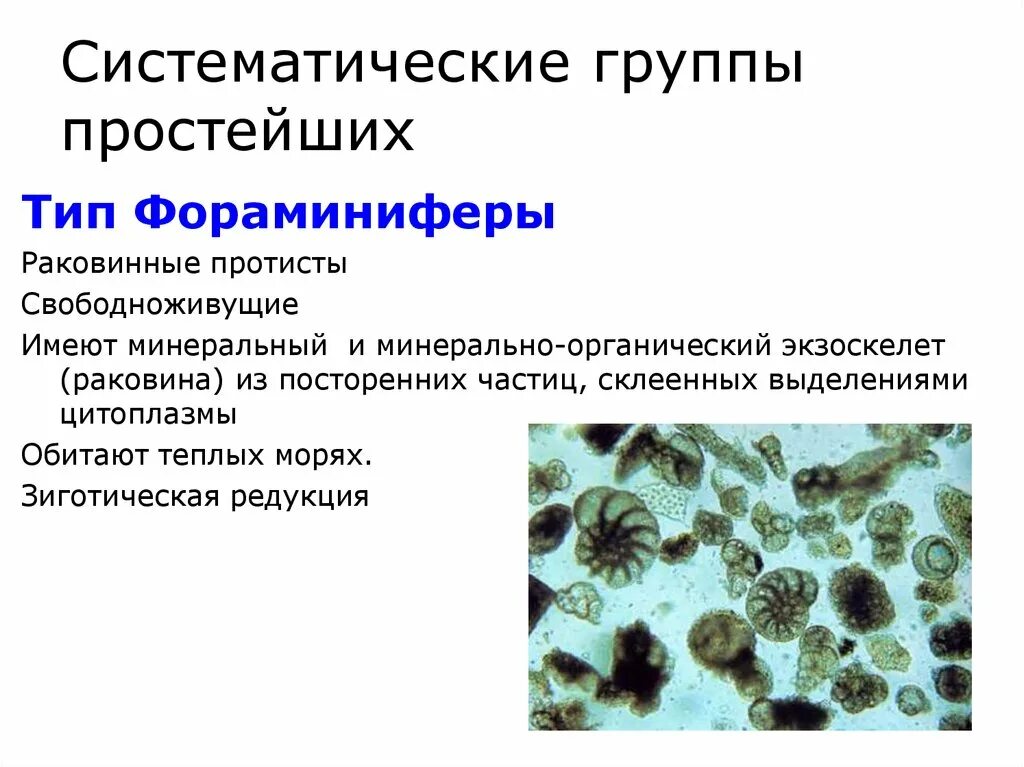 Представители группы простейших. Систематические группы животных типа простейшие. Представители групп простейших. Группы простейших животных. Систематика группы простейших.