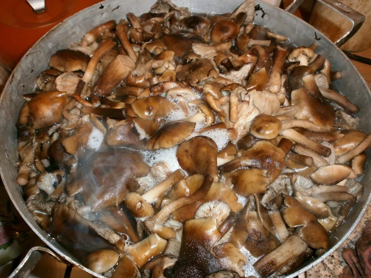 Сколько варить грибы перед. Опята переростки вареные. Вареные грибы опята. Жареные опята на зиму. Отварить грибы.