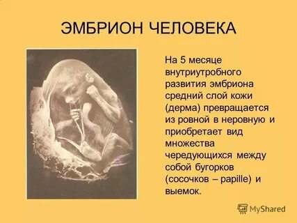 Эмбрион метро