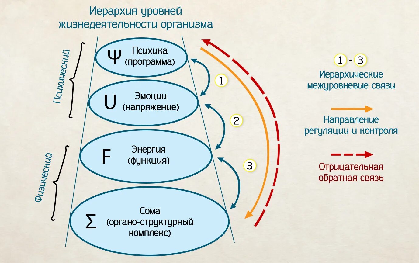 Изменение организмами в процессе жизнедеятельности. Уровни жизнедеятельности. Жизнедеятельность организмов. Уровни жизнедеятельности человека. Иерархические уровни.