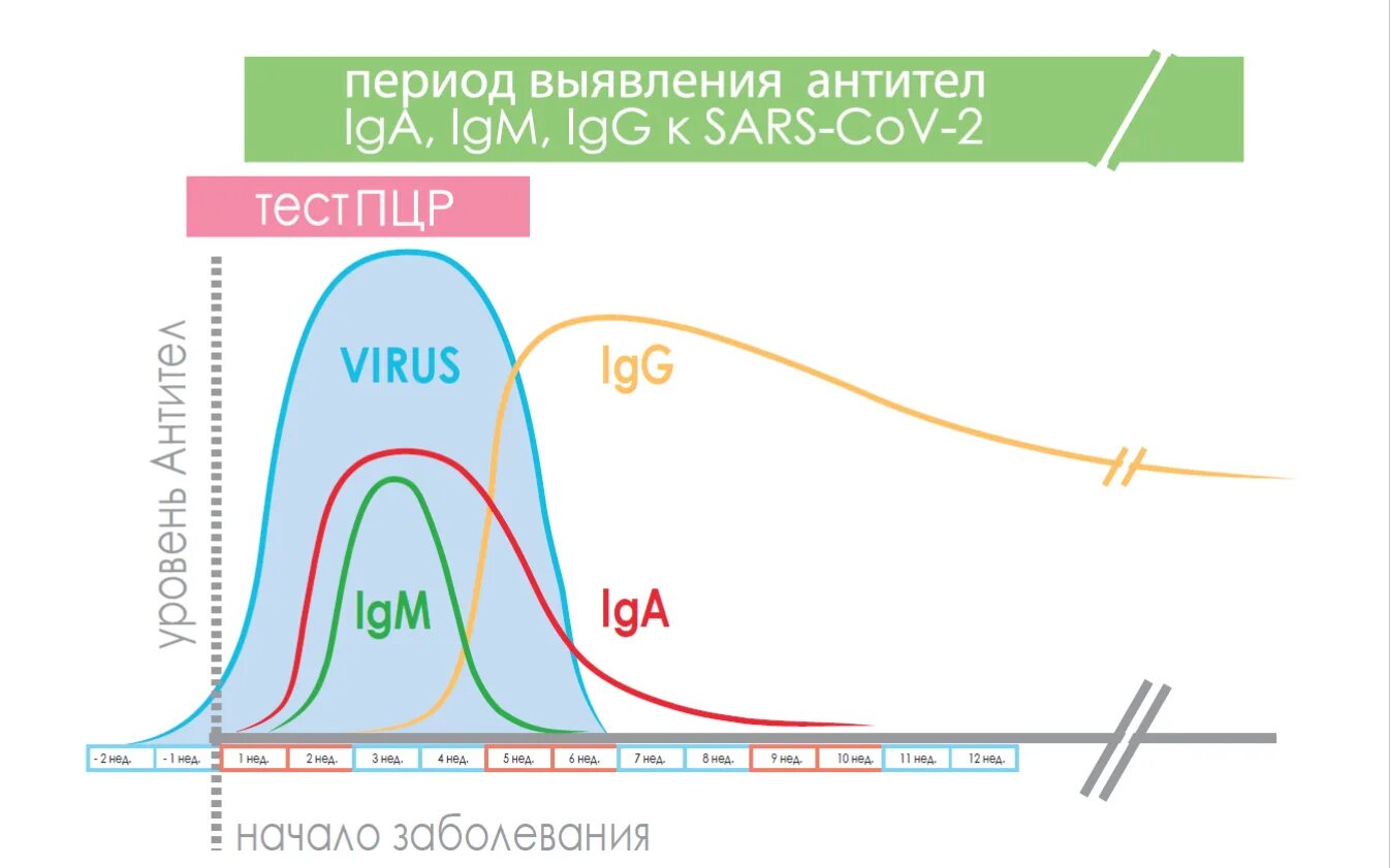 График выработки антител к коронавирусу. Уровень антител IGG. Антитела SARS-cov-2 (Covid-19), IGG-87. Антитела IGM И IGG.