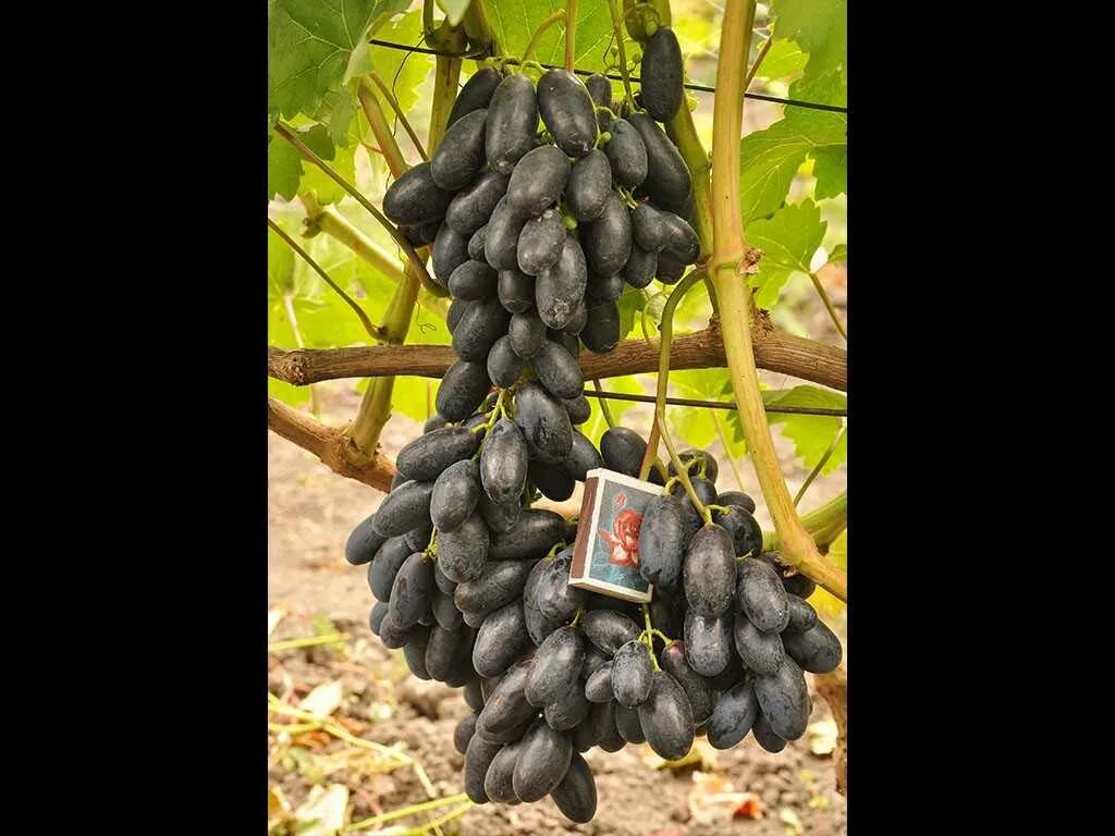 Форум сорт винограда. Крахуна сорт винограда. Виноград сорта шохона. Сорт винограда шуня. Сорт винограда оскар.