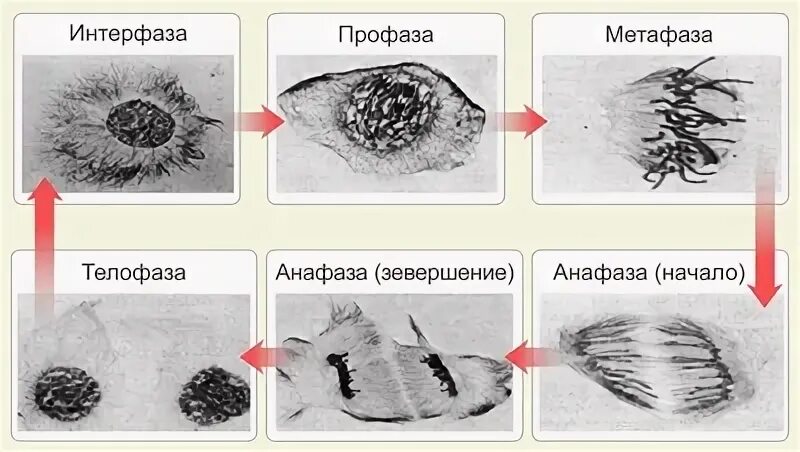 Анафаза микрофотография. Профаза метафаза анафаза телофаза гистология. Метафаза гистология. Клетка в интерфазе под микроскопом. Профаза митоза в микроскопе.
