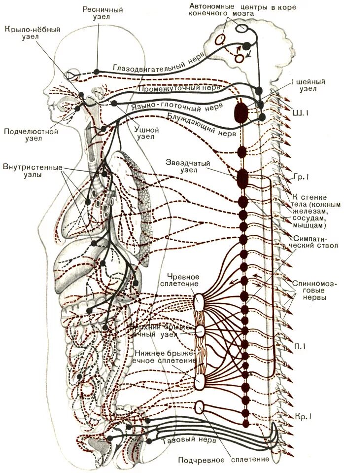 Нервный узел где. Вегетативная нервная система схема иннервации органов. Схему вегетативной иннервации головы. Вегетативная нервная система анатомия иннервация. Вегетативная нервная система иннервация внутренних органов.