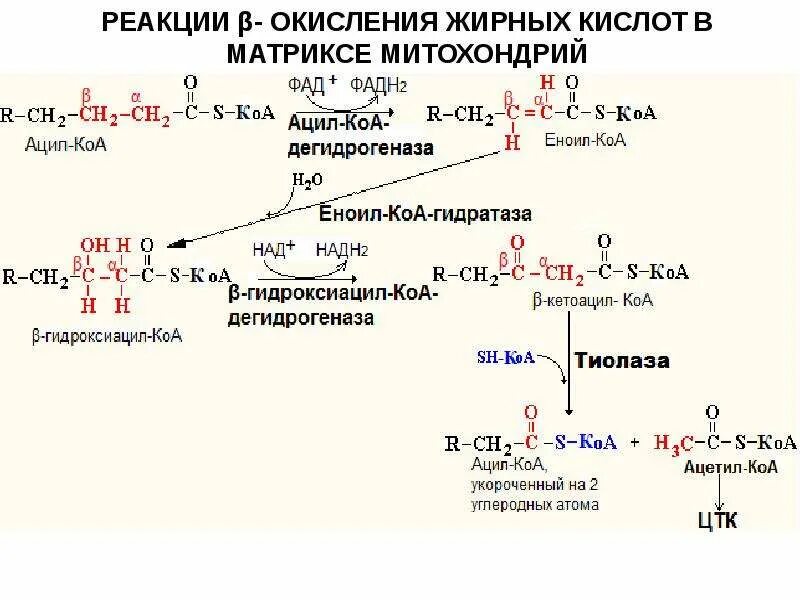 Реакции бета окисления жирных кислот. Бета окисление бета окисление жирных кислот. Фермент b-окисления жирных кислот:. Схема бета окисления жирных кислот карнитин.