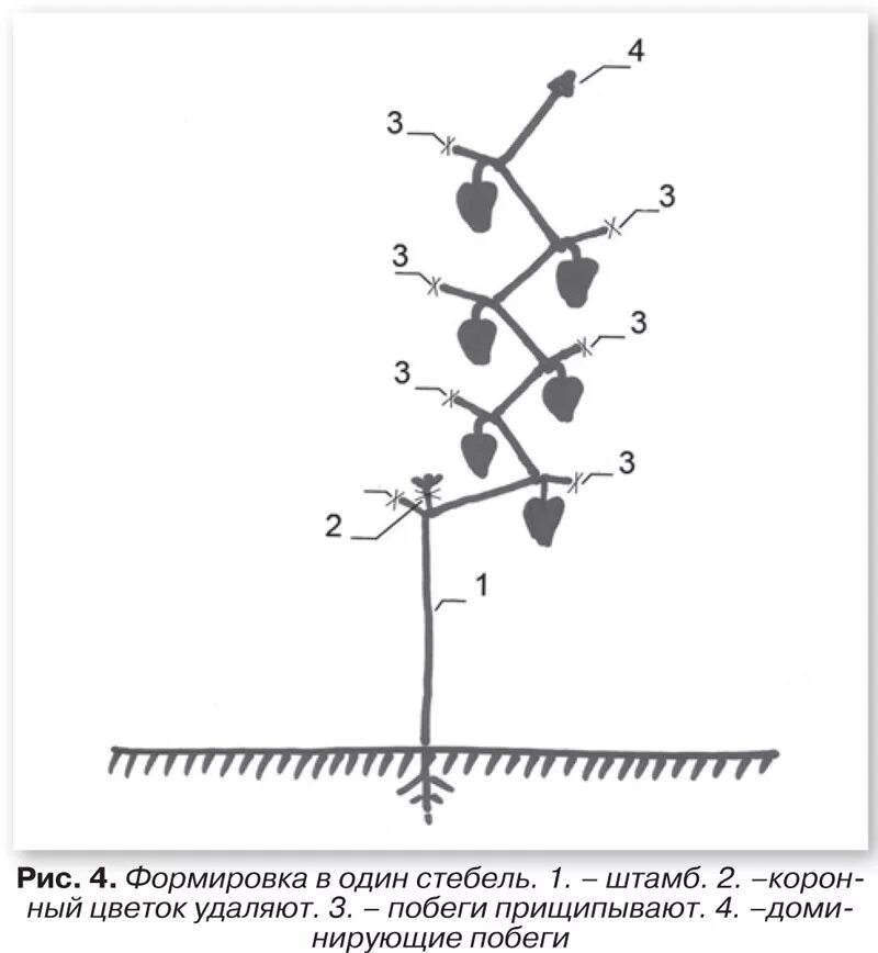 Как прищипывать дыню в открытом грунте. Как формировать арбуз. Арбузы прищипывание схема. Прищипывание арбуза в открытом грунте схема. Карта выращивания арбузов в украине.
