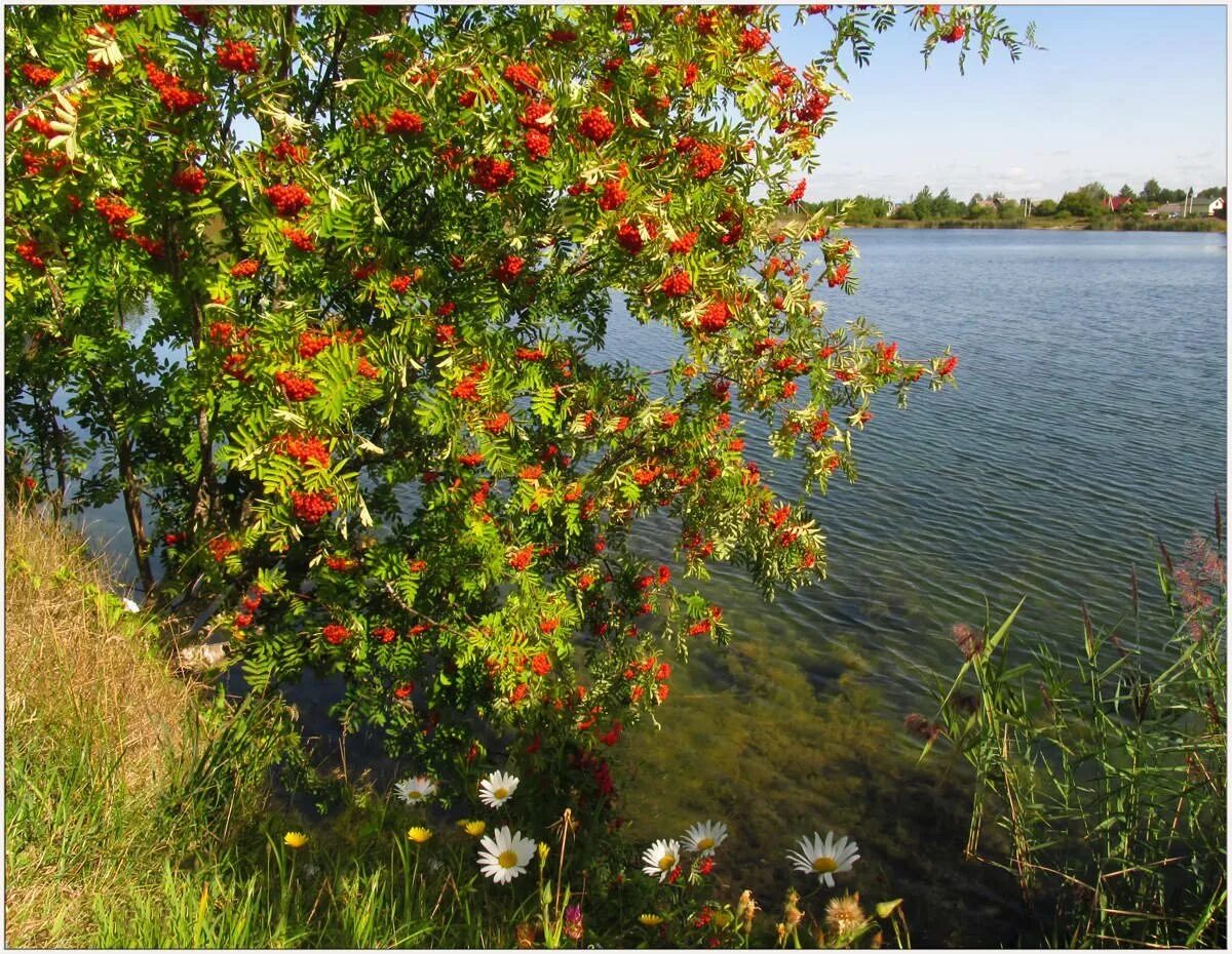 Песню во дворе растет куст калины. Калина куст рябина дерево. рябина шиповник калина кусты. рябина у реки. рябина у воды.