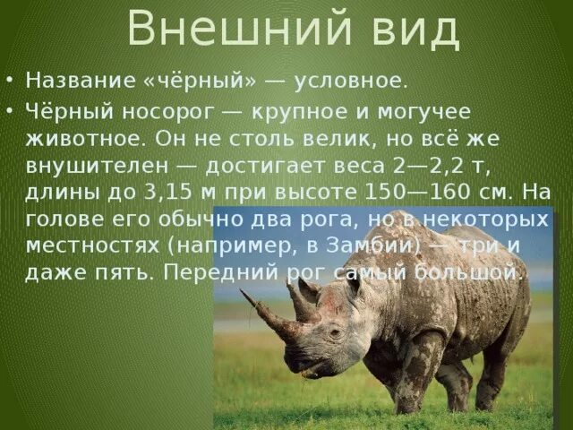 Сколько весит носорог. Белый носорог вес. Носорог Размеры. Носорог Размеры и вес.