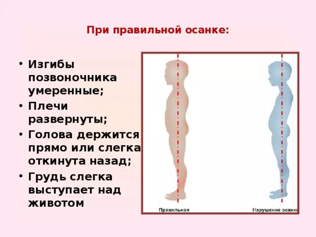 Изгиб позвоночника в сторону называется. Изгибы позвоночника. Правильный изгиб позвоночника. Правильная осанка позвоночника. Осанка первая помощь при травмах.