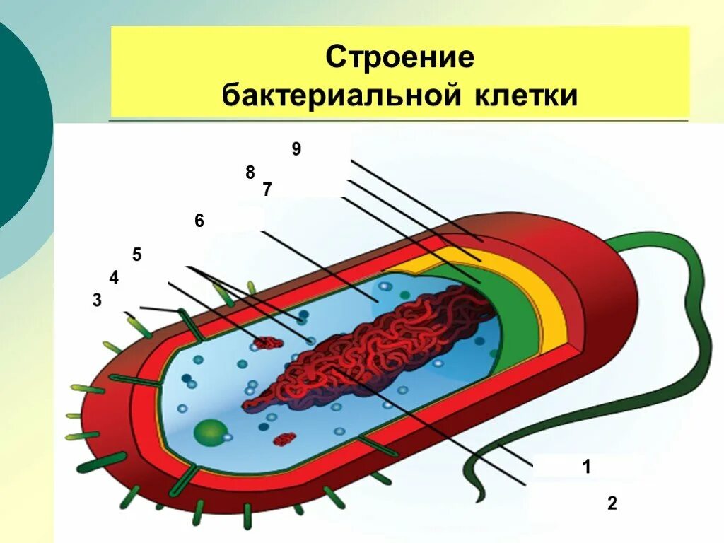 Древнейшие прокариоты