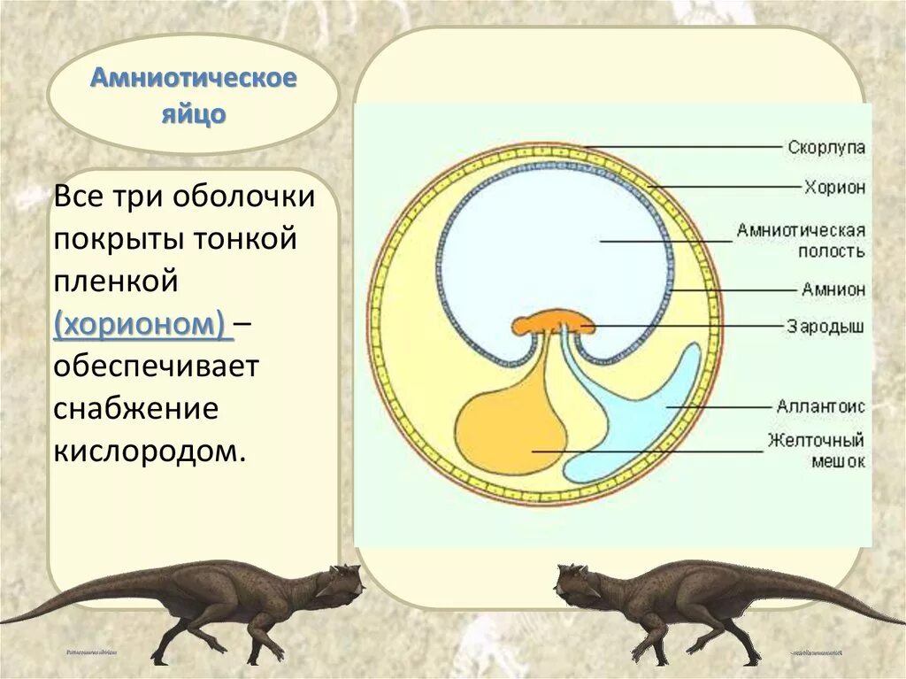 Оболочка яйца рептилий. Строение яйца птицы амнион. Строение амниотического яйца рептилий. Строение яйца пресмыкающегося. Яйцо пресмыкающиеся строение.