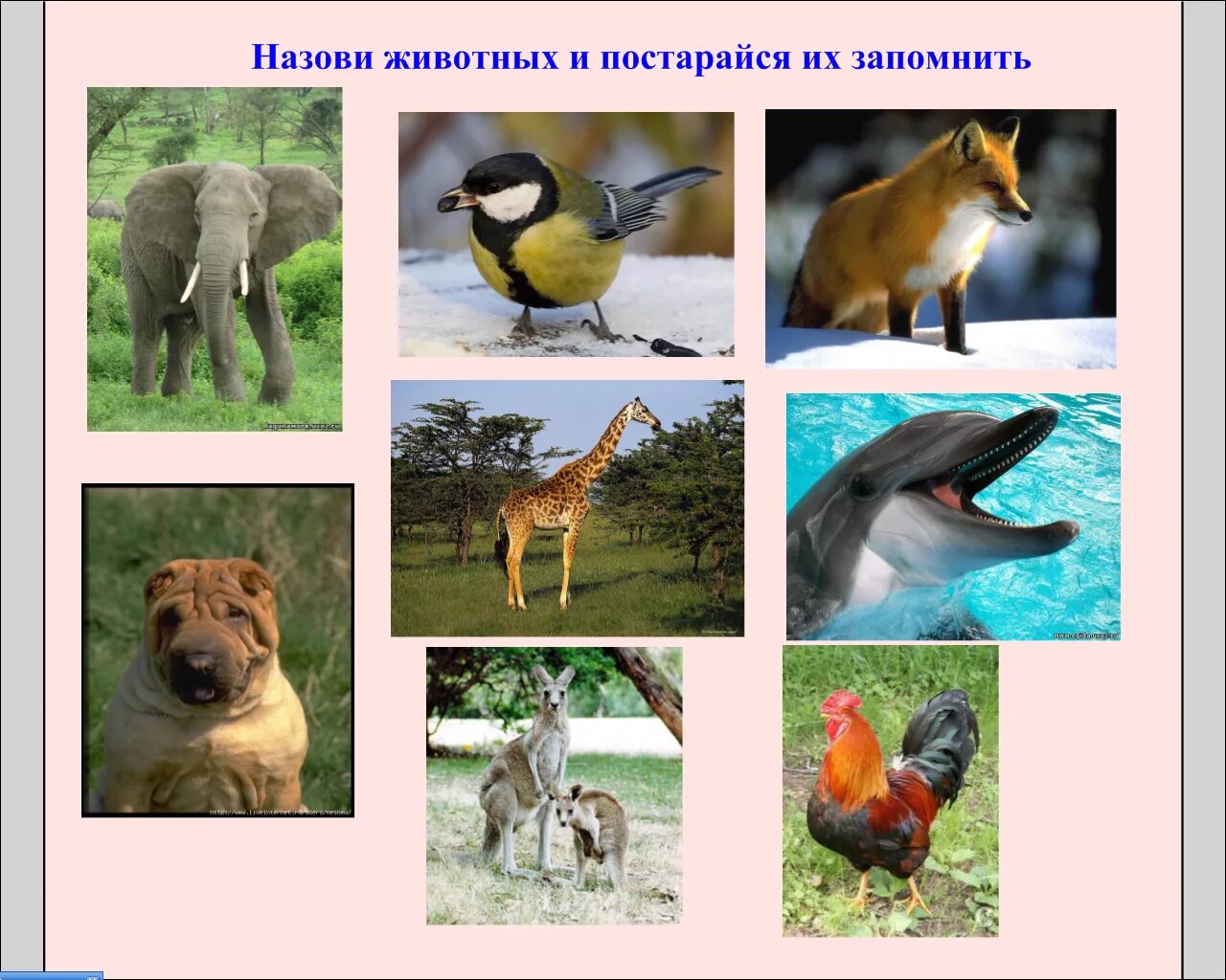 Конспект урока животные 1 класс. Окружающий мир животные. Тема урока животные. Животные начальная школа. Какие бывают животные картинки.