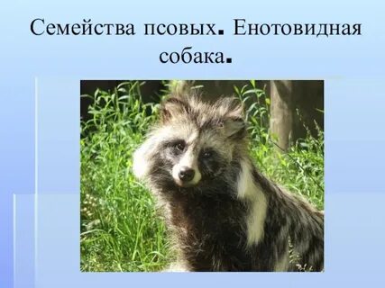 Собака семейство вид