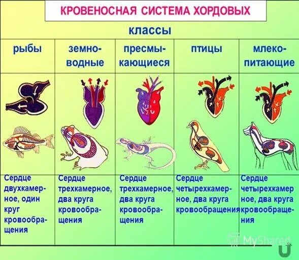 Признак усложнения птиц по сравнению с пресмыкающимися. Эволюция кровеносной системы у земноводных. Строение сердца рыб земноводных пресмыкающихся. Кровеносная система рыб земноводных пресмыкающихся птиц. Эволюция кровеносной системы позвоночных схема.