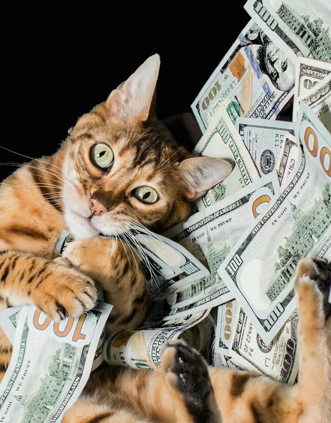 Casino cat official money cat fun. Денежный кот. Кошка с деньгами. Кот с долларами. Животные с деньгами.