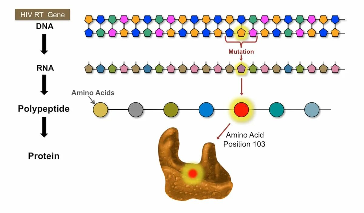 DNA Mutation. Полипептид ДНК. Полипептид РНК. Мутации это в ДНК или РНК.