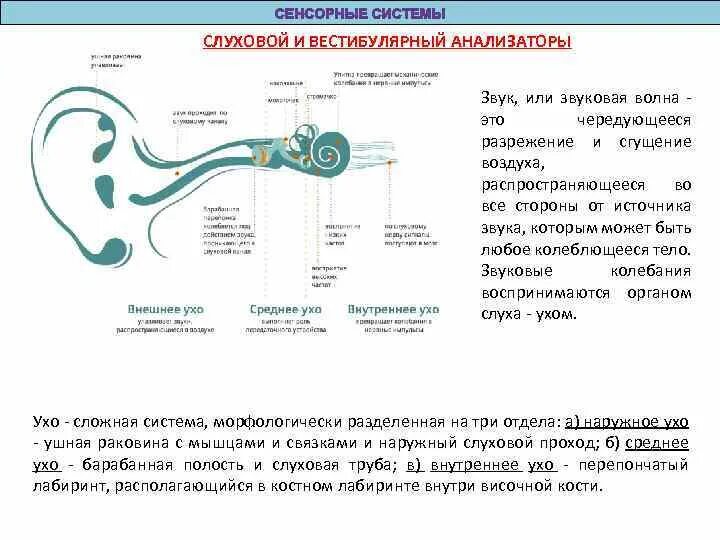 Вестибулярный аппарат слухового анализатора строение. Отделы слухового и вестибулярного анализаторов. Строение и функции слухового и вестибулярного анализаторов.. Где находятся центры слухового и вестибулярного анализаторов.