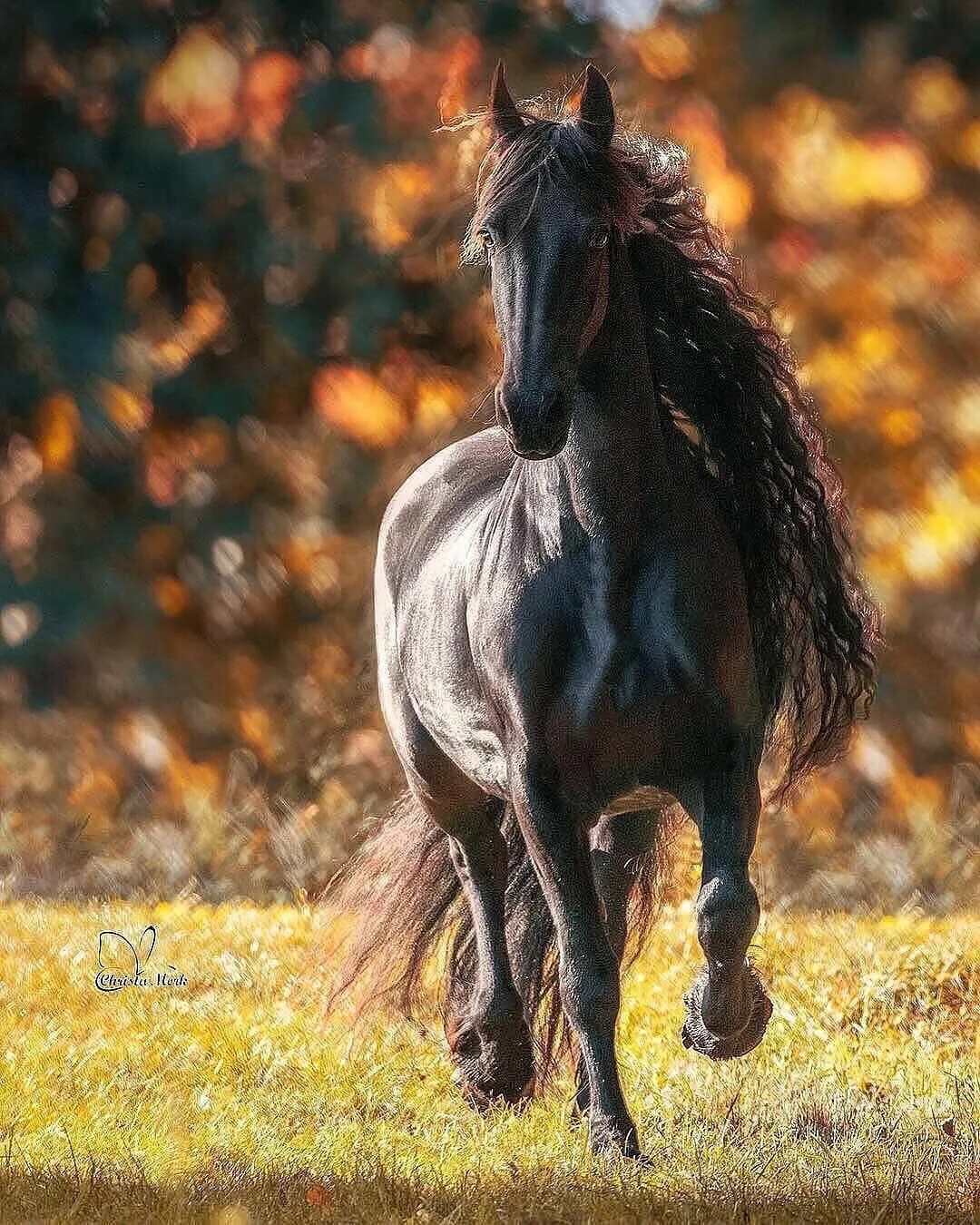 Horses are beautiful. Гнедой Мустанг. Кигер Мустанг гнедой. Эннэйбл лошадь. Фризская лошадь.