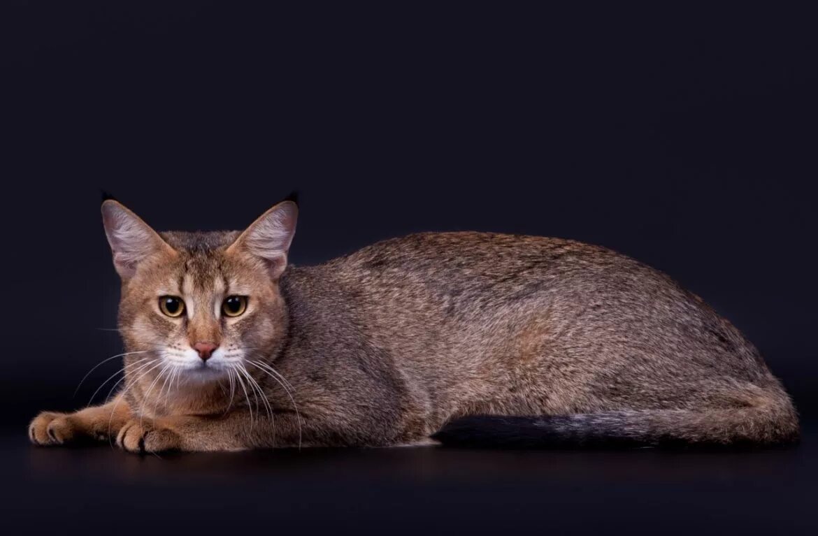Чаузи кошка фото описание породы