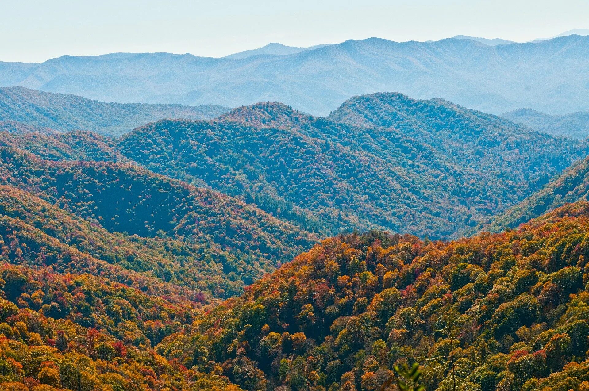Bird diversity increased in severely burned forests of southern Appalachian moun