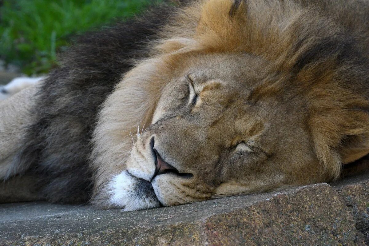 A lion sleep during the day