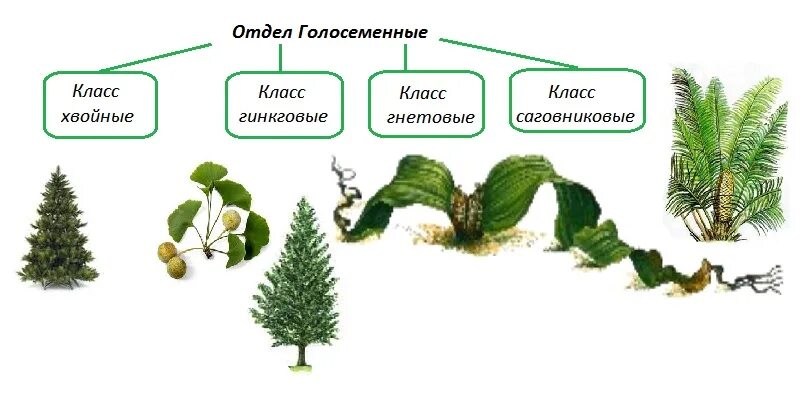 Почему голосеменные растения получили такое название