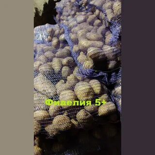 Сорт фиделия картофель характеристика