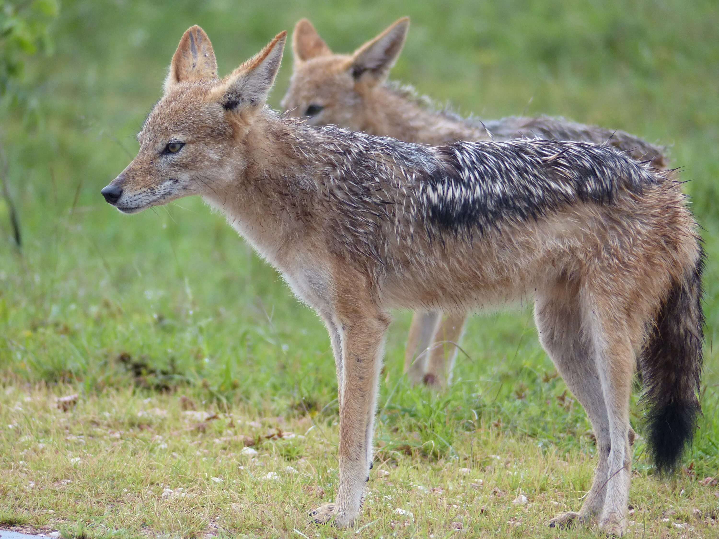 Как выглядят шакалы фото. Шакал чепрачный (canis mesomelas). Шакал (canis aureus). Шакал обыкновенный Краснодарский край. Шакалы кавказский заповедник.