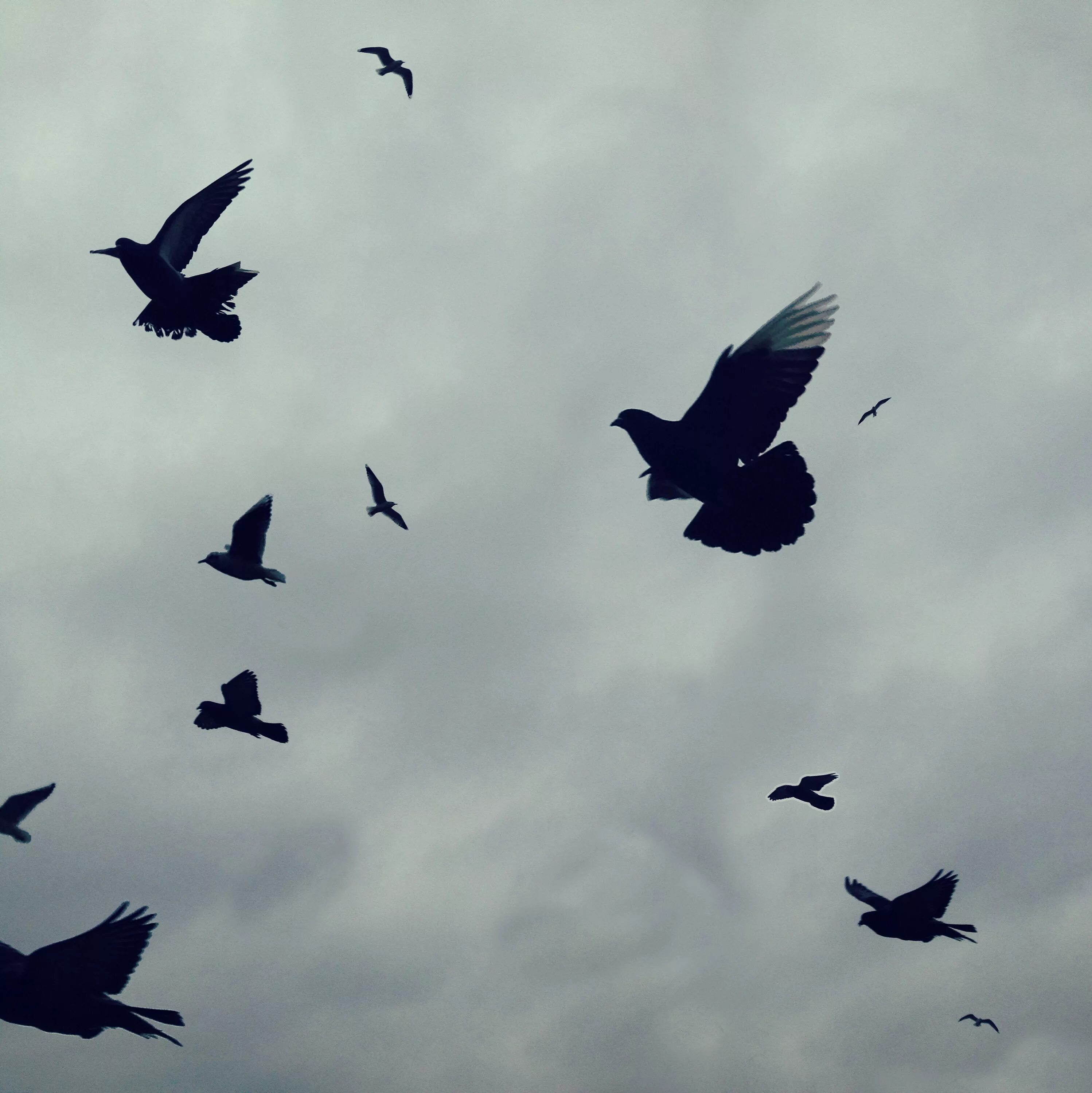 Птица летит. Птицы в небе. Полет птицы. Птицы улетают.