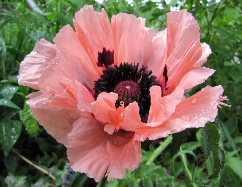 Тип мак. Мак восточный папавер. мак восточный (papaver orientale). мак восточный (papaver orientale l.). мак восточный &#039;helen elizabeth&#039;.