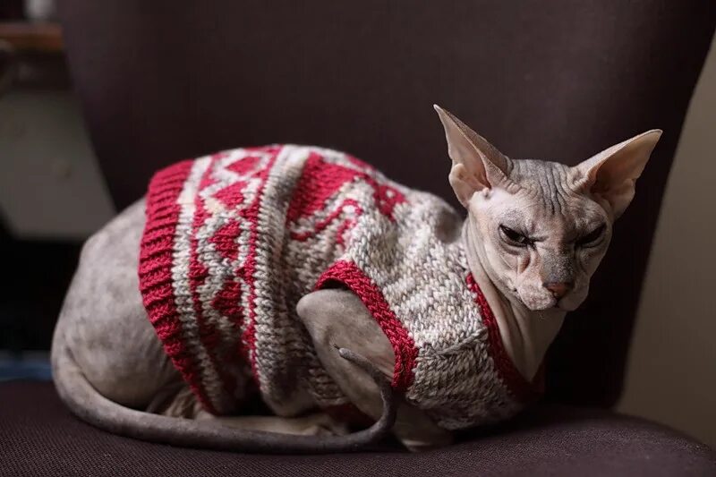 Кот в свитере. Свитер для кошки. Сфинкс в свитере. Кофточки для сфинксов. Вязаная одежда для кошек.