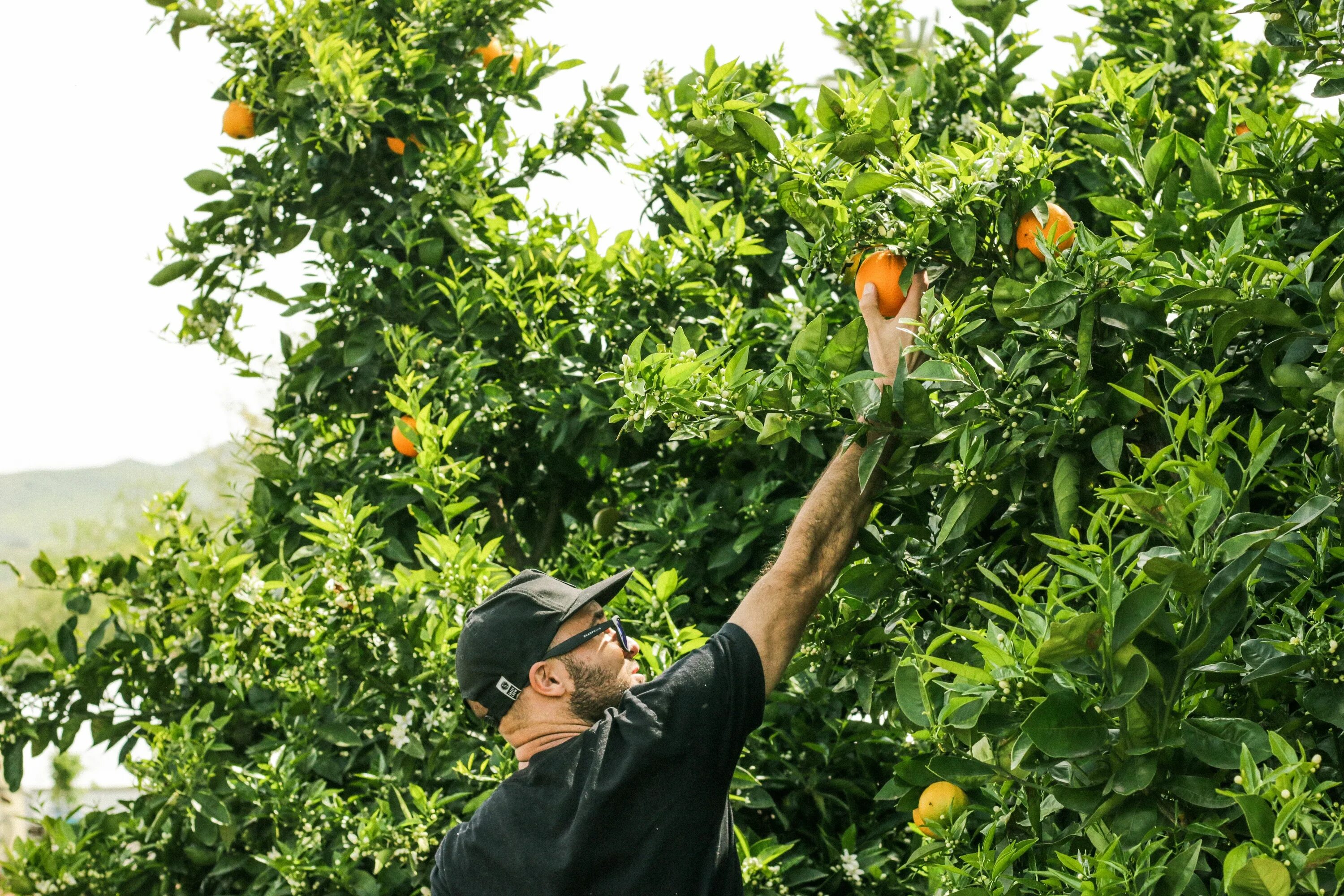 Площадь участка занятую фруктовыми деревьями. Picking Apples. Черный фон апельсиновая роща. Мужчина собирает фрукты с дерева. Fruit Picker.