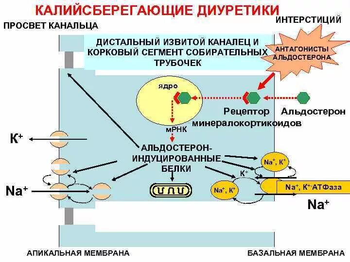 Мочегонные не выводящие калий и магний. Калий магний сберегающие диуретики. калийсберегающие диуретики механизм. к сберегающие диуретики список. к сберегающие диуретики список препаратов.