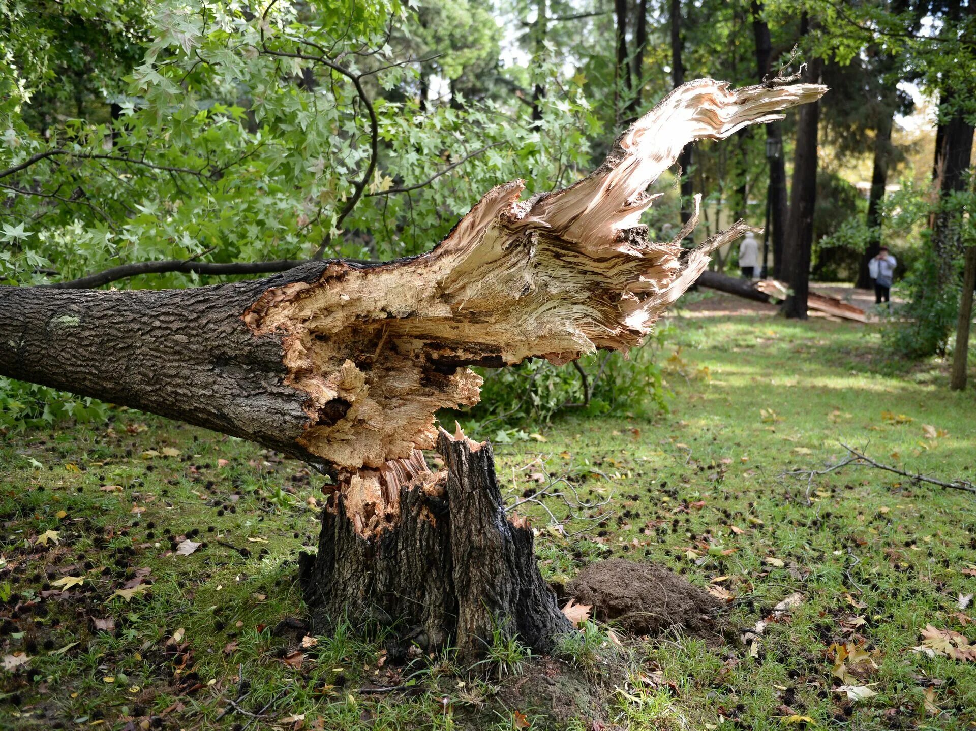 Сломанное дерево. Сломанный ствол дерева. Поваленное дерево. Упавшее дерево.
