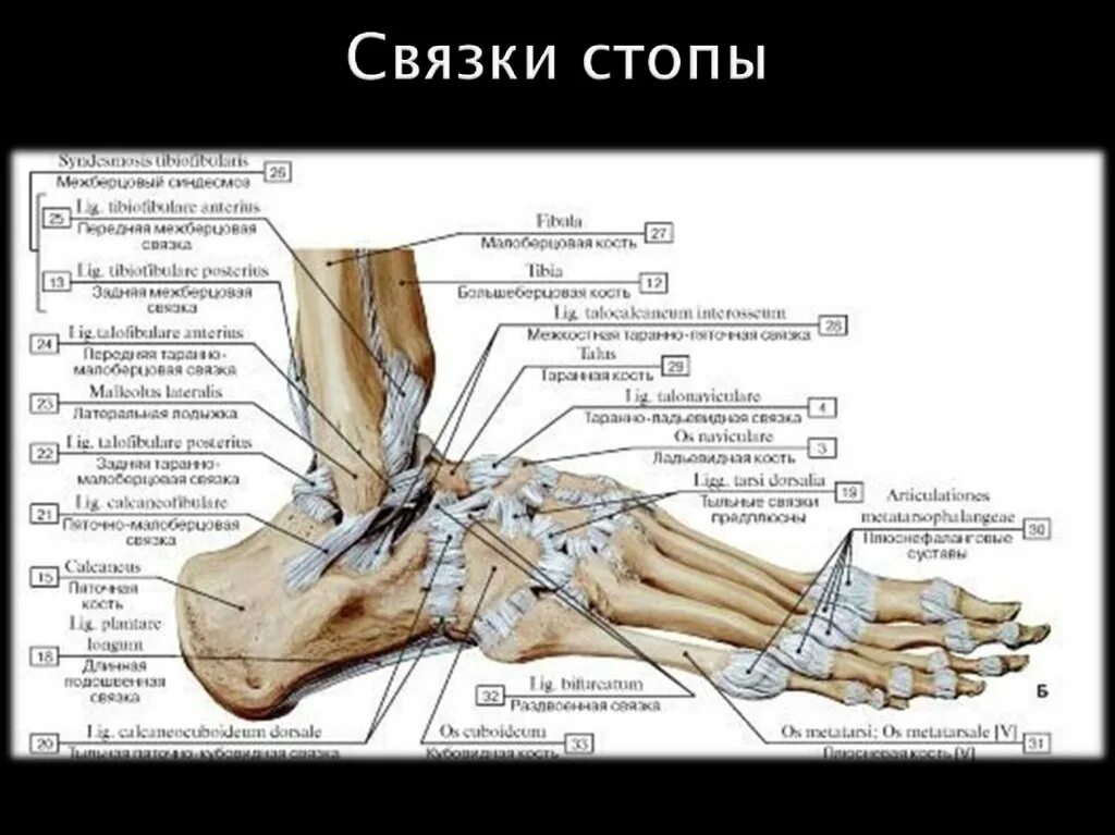 Строение стопы анатомия