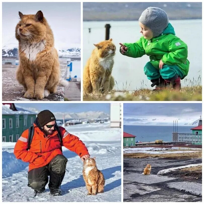 Почему на шпицбергене запрещены кошки. Кот кеша со шпицбергена. единственный кот на шпицбергене. кот на острове шпицберген.