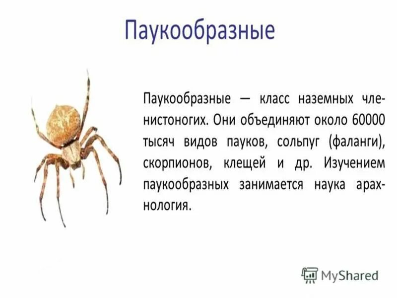 Тест паукообразные 7 класс