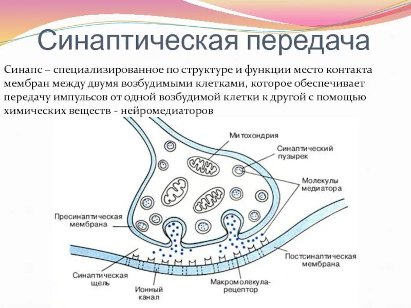 Передача структур функциям. Структура химического синапса рисунок. Схема строения синапса. Структура синапса схема. Строение химического синапса.