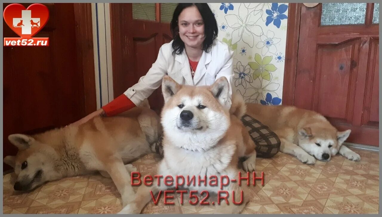 ирина ветеринар нижний новгород. ветклиника лель. лорд ветеринарная клиника нижний новгород комарова 19. ветврач нижний новгород. илларионов ветеринар нижний новгород.