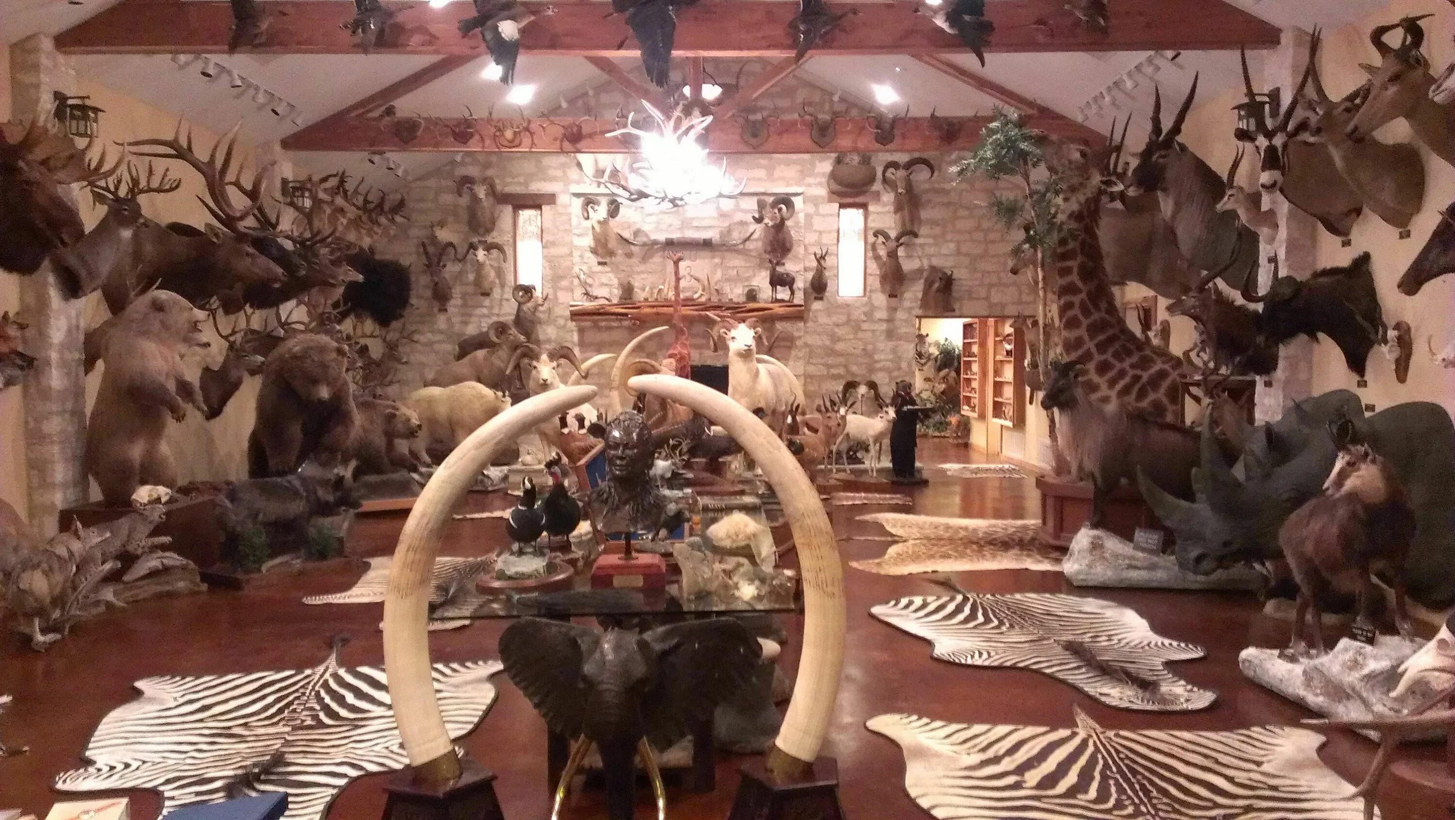 Чучела животных в интерьере. Дом для охотничьих трофеев. Трофейный дом сергея ястржембского. Комната с охотничьими трофеями. Замок с чучелами конопиште.