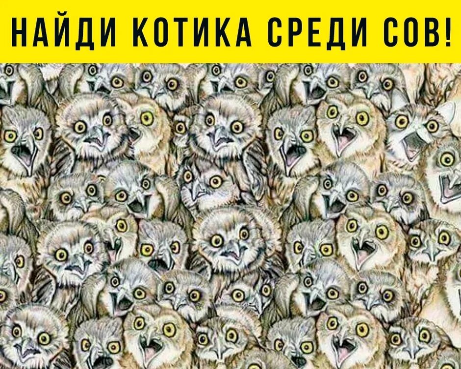 Найти среди животных другое животное. Головоломки найди на картинке. кошка среди сов. загадки найди на картинке.