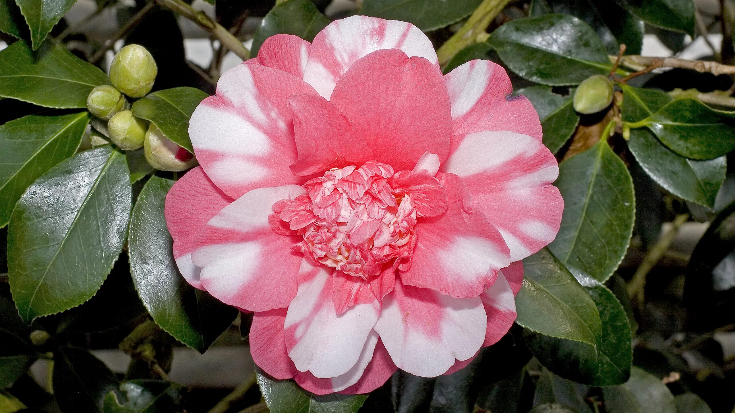 Камелия сорта. Камелия джапоника. камелия японская camellia japonica. миддлемист камелия. камелия махровая.