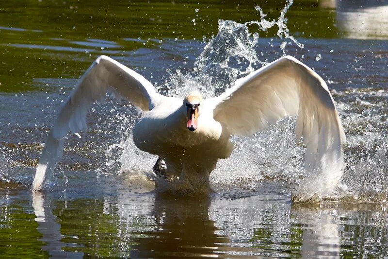 Агрессивный лебедь. Лебедь нападает. Лебедь нападает. Лебедь нападает. Лебедь нападает.