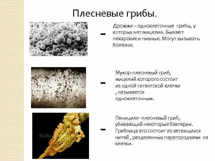 Плесневелые грибы примеры. Типы плесневых грибов. Название плесневые грибы 7 класс биология. Плесневые грибы названия 5 класс биология. Виды грибов плесень дрожжи и.