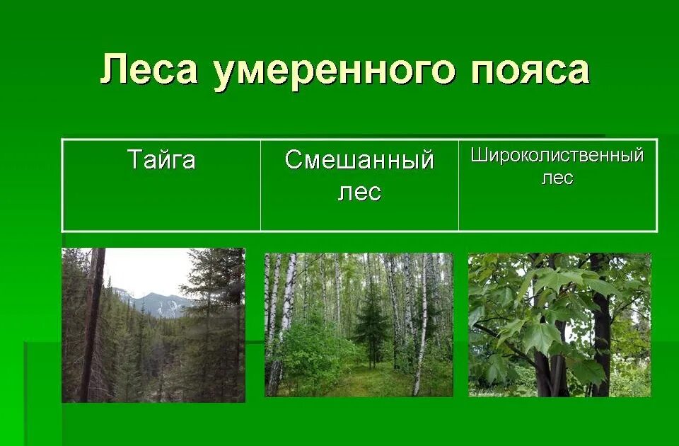 Леса умеренного пояса. Леса умеренных поясов. Растительность лесов умеренного пояса. Лесная зона.