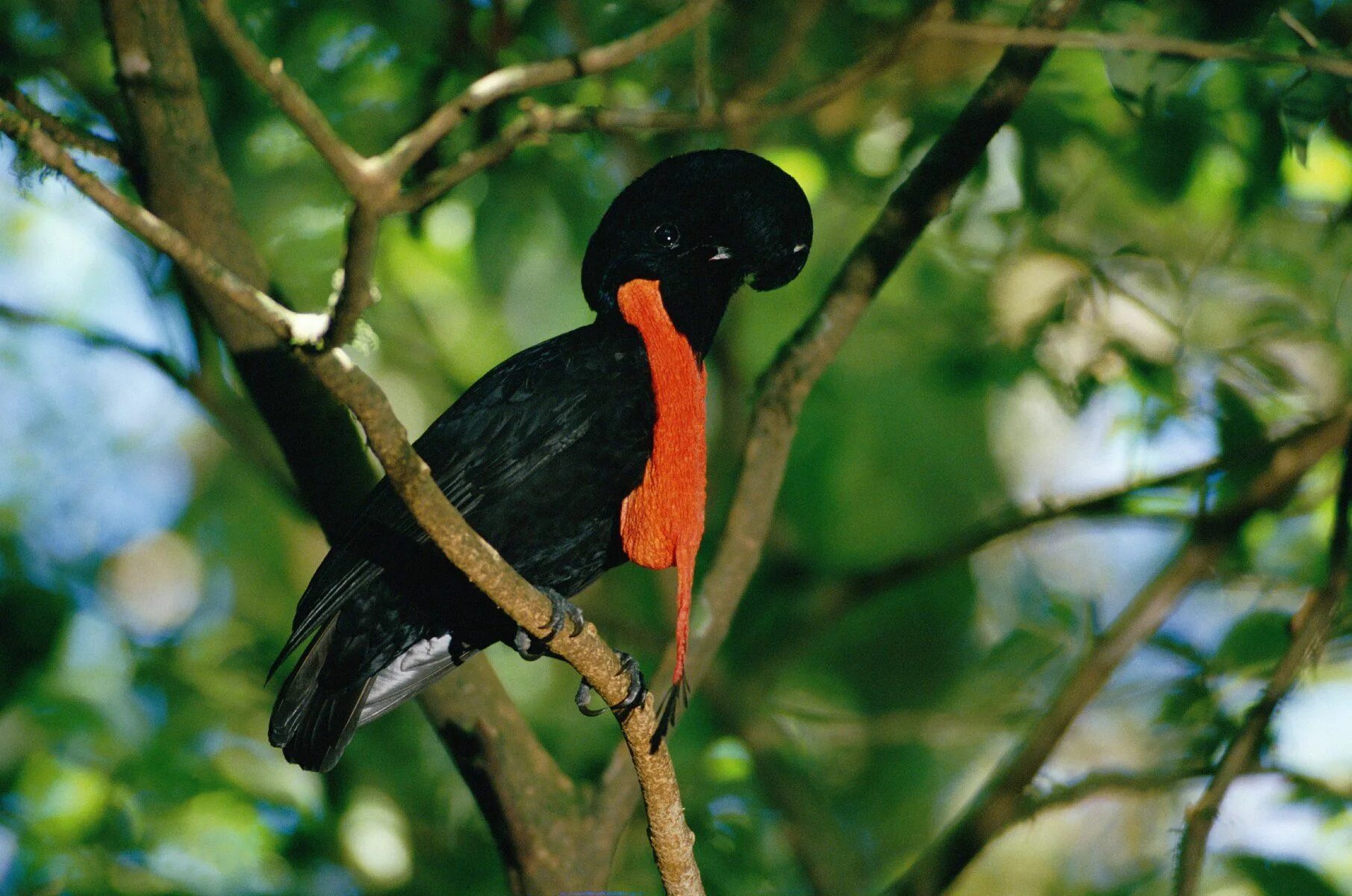 The bird of us. Эквадорский ГОЛОВАЧ. Cephalopterus glabricollis. Амазонская зонтичная птица. Эквадорский ГОЛОВАЧ птица.