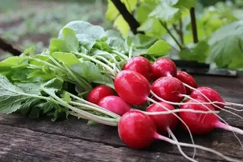 Диабетом можно редиски